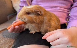 Guinea Pig rodents for sale: 5 week old male guinea pig - Advert 2