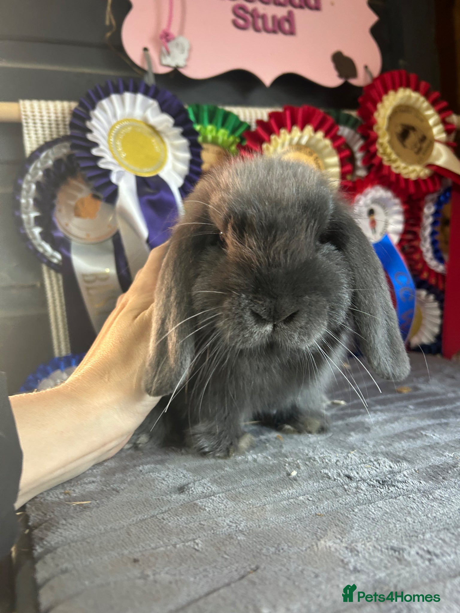 Mini Lion Lop rabbits Vaccinated baby mini lops & lionlops - Advert 2