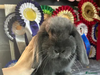 Mini Lion Lop rabbits Vaccinated baby mini lops & lionlops - Advert 5