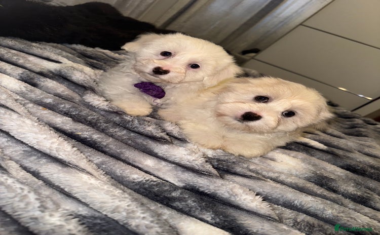 Bichon Frise dogs - Advert 4