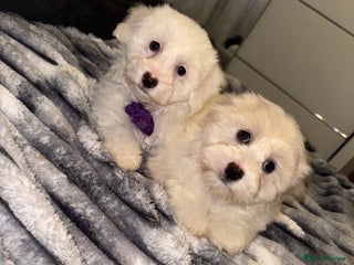 Bichon Frise dogs - Advert 3