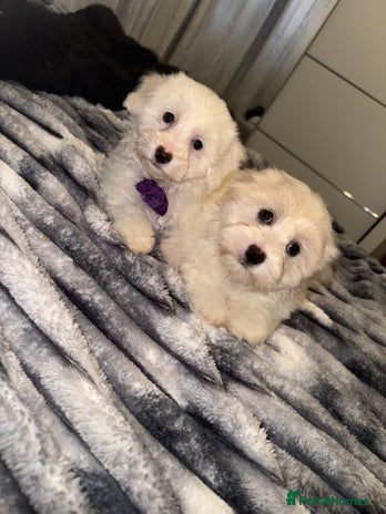 Bichon Frise dogs - Advert 4