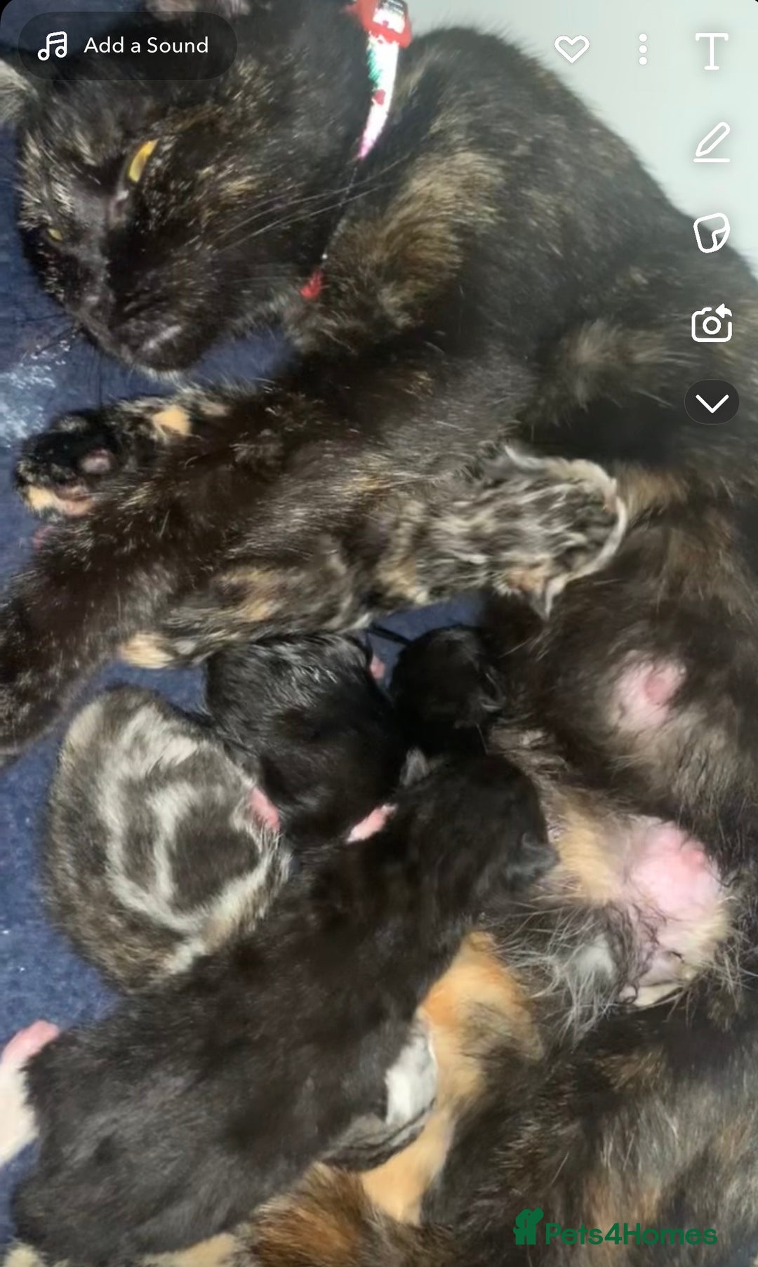 Mixed Breed cats for sale: Female kitten left - Advert 2