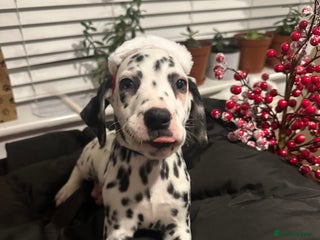 Dalmatian dogs Dalmatian 1 boy - Advert 7