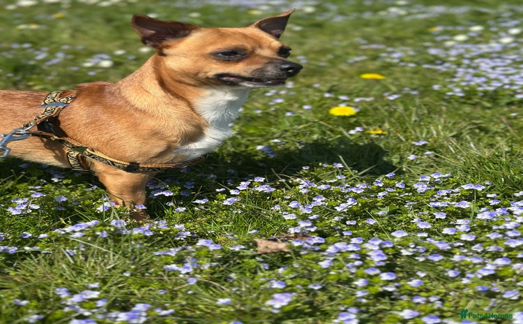 Chihuahua dogs - Advert 1