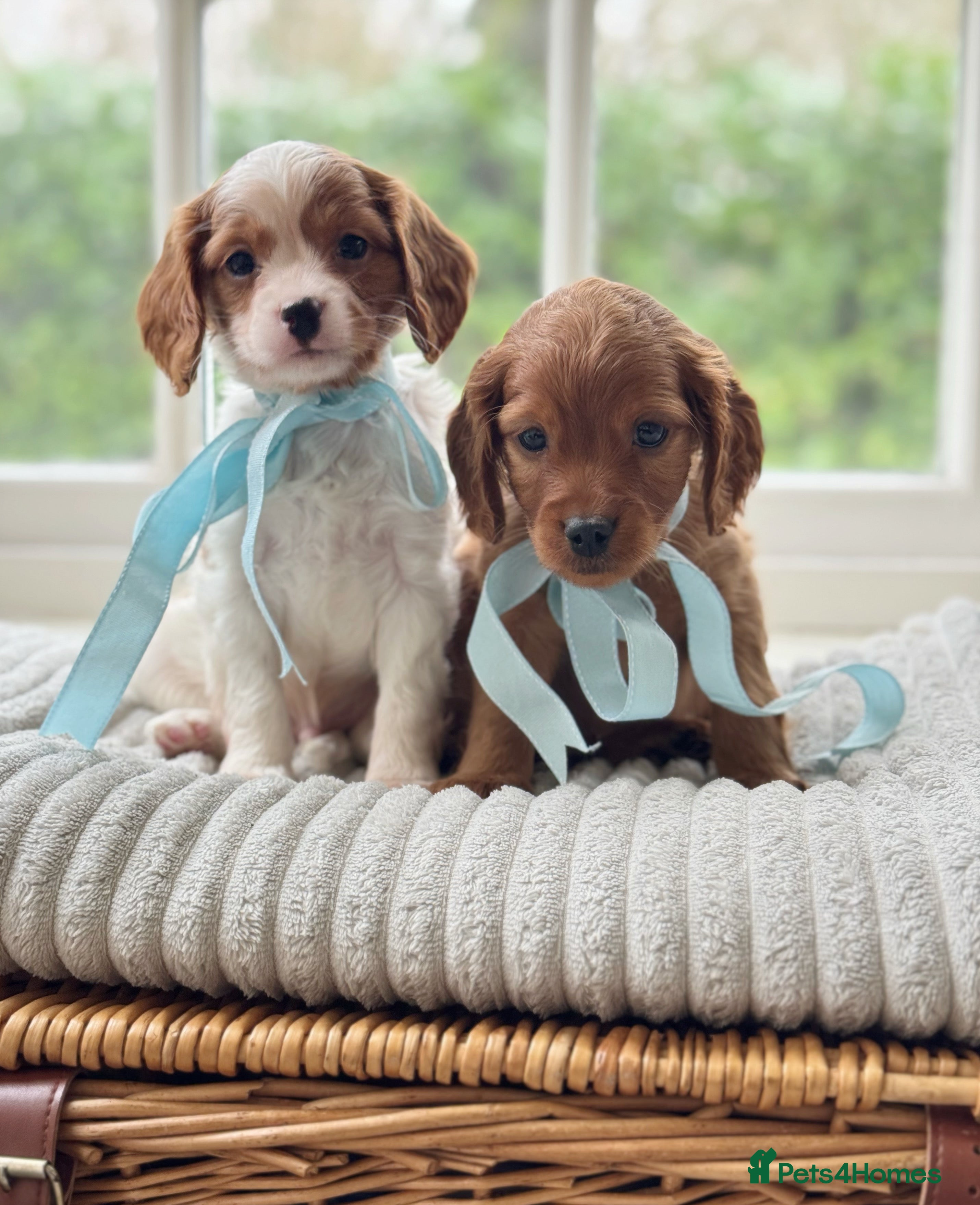 Cavapoo dogs Stunning cavapoo health tested - Advert 1