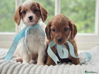 Cavapoo dogs Stunning cavapoo health tested - Advert 10