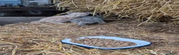 Mixed Breed cats for sale: 2 male farm kittens  in Stranraer - Advert 5