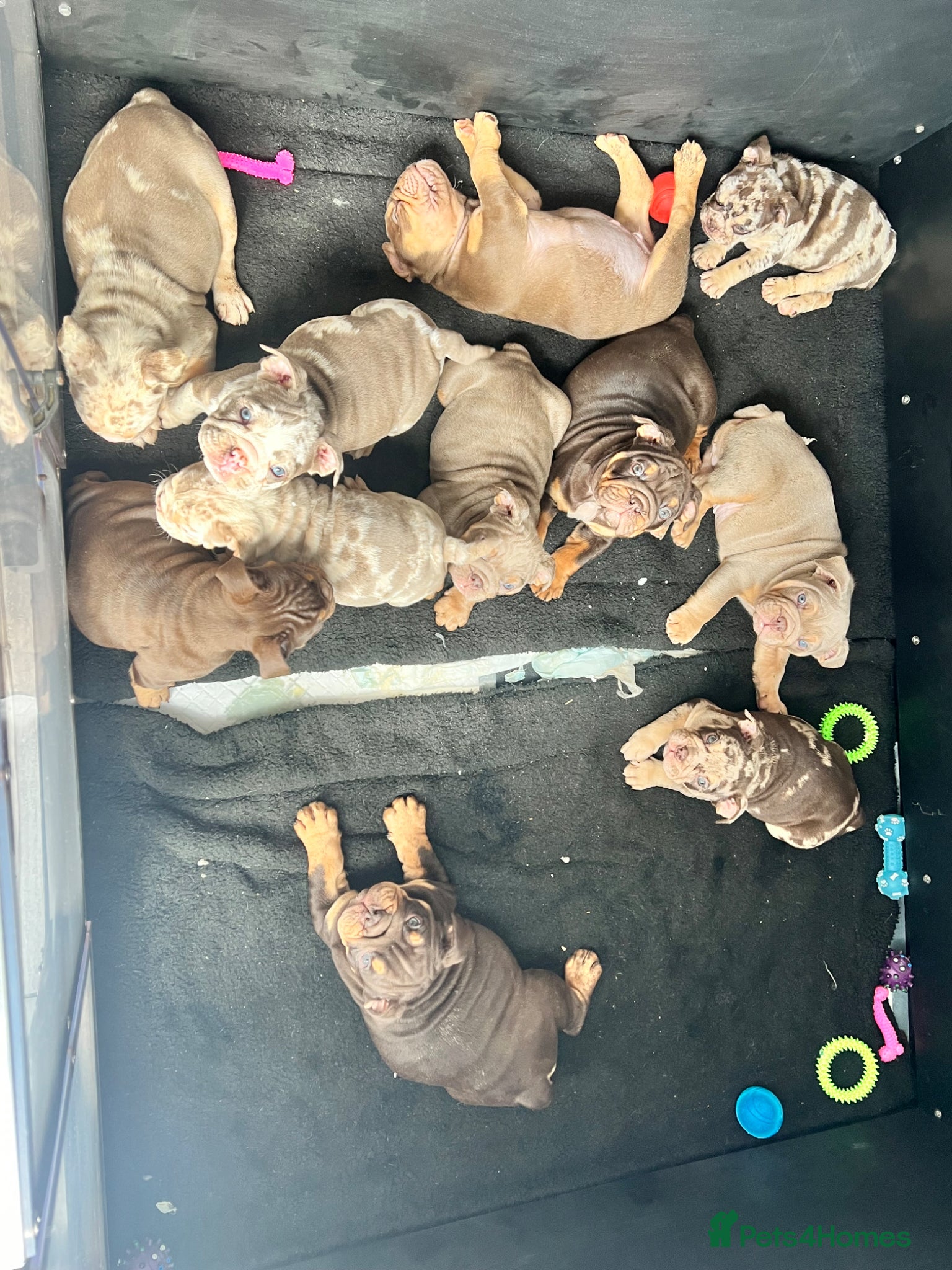 English Bulldog dogs Top Bloodlines 🏆 English Bulldogs DWKC - Advert 9
