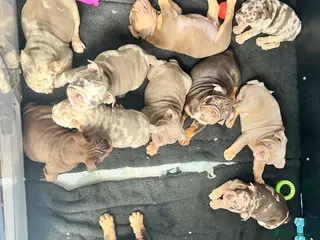 English Bulldog dogs Top Bloodlines 🏆 English Bulldogs DWKC - Advert 2