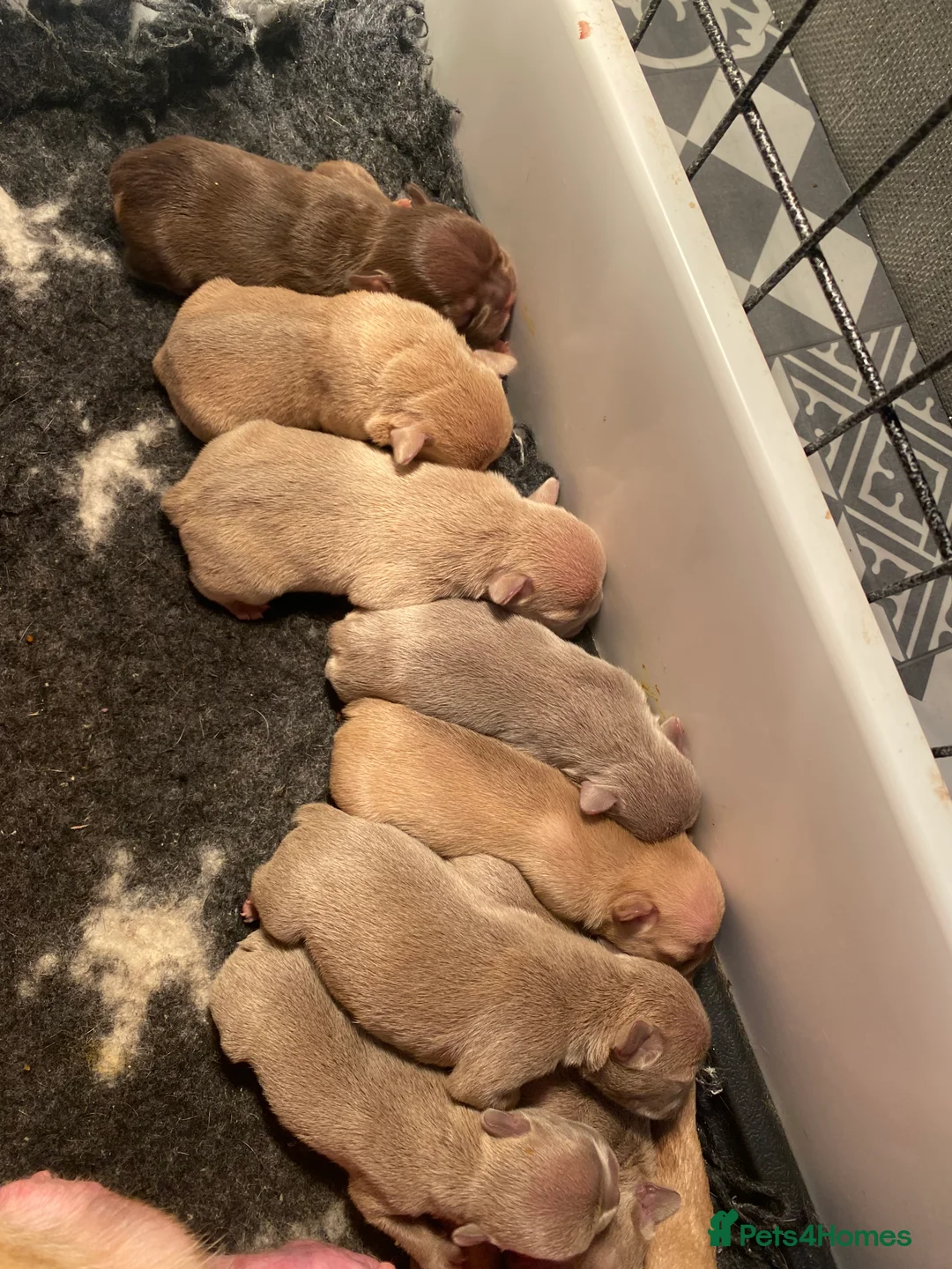 French Bulldog dogs for stud: ISABELLA NEWSHADE AND TAN CREAM CARRIER STUD in Boston - Advert 35