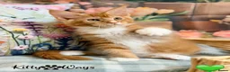 Maine Coon cats for sale: 🐾🦁 *TICA REG* GINGER MAINE COON KITTENS🦁🐾 - Advert 4