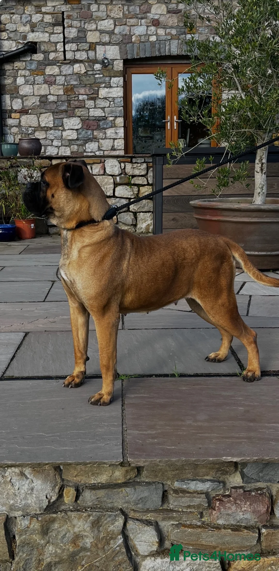 Bullmastiff dogs for sale: Female Bullmastiff  - Advert 4