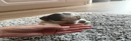 Cocker Spaniel dogs for sale: ❤️ Beautiful KC Show Cocker Spaniel Puppies ❤️ - Advert 22