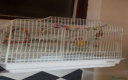 Lovebirds birds for sale: 1 male lovebird comes with cage  - Image 2
