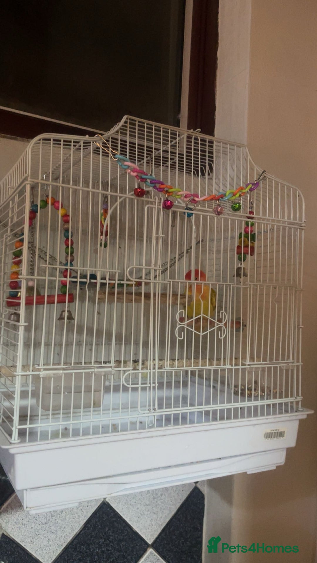Lovebirds birds for sale: 1 male lovebird comes with cage  - Image 2