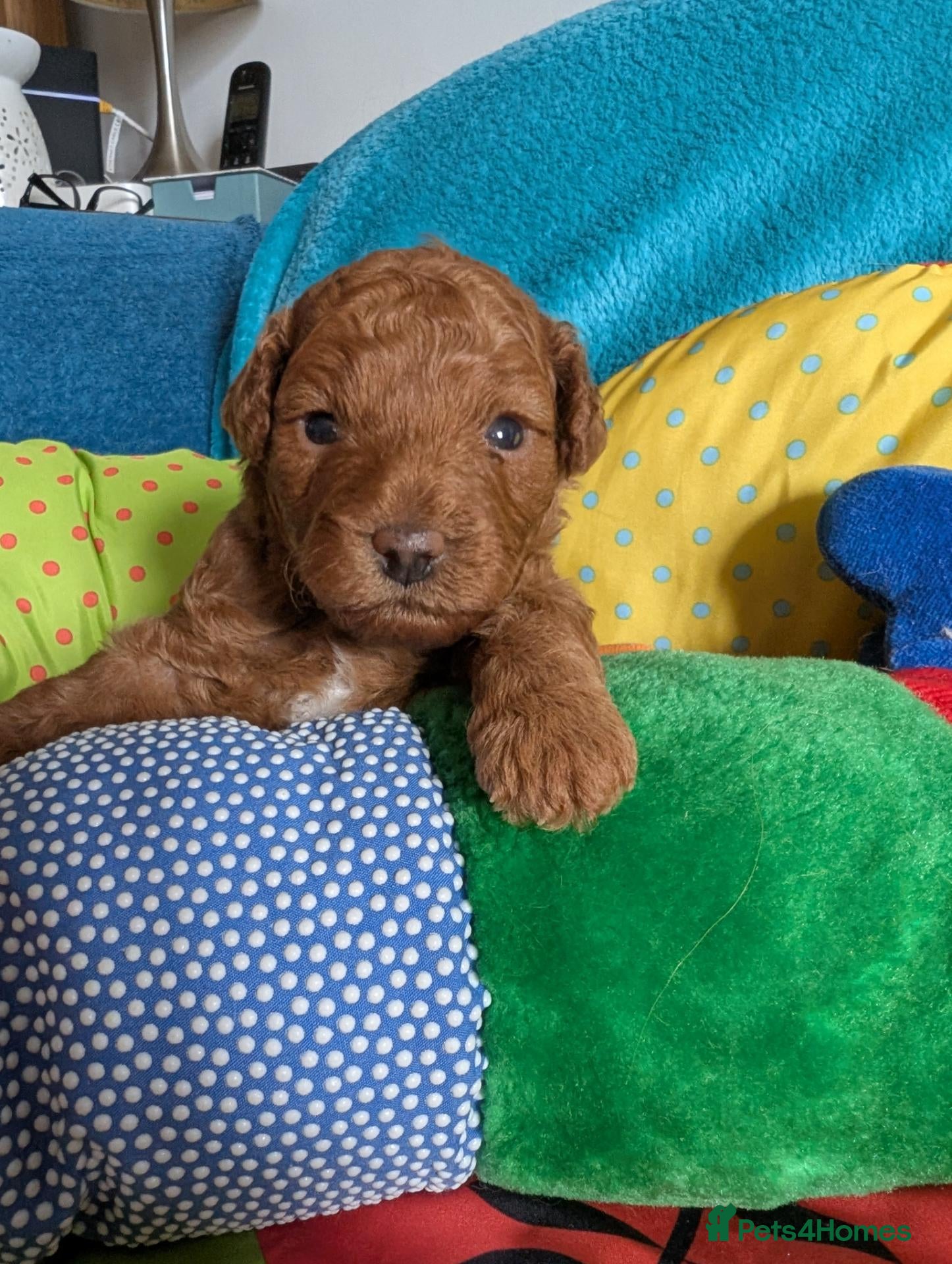 Cavapoo dogs F1B Deep Fox Red Toy DNA Clear Puppies  - Advert 1