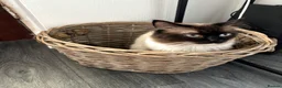 Ragdoll cats for sale: Ragdoll male 4.5 years old  - Advert 3