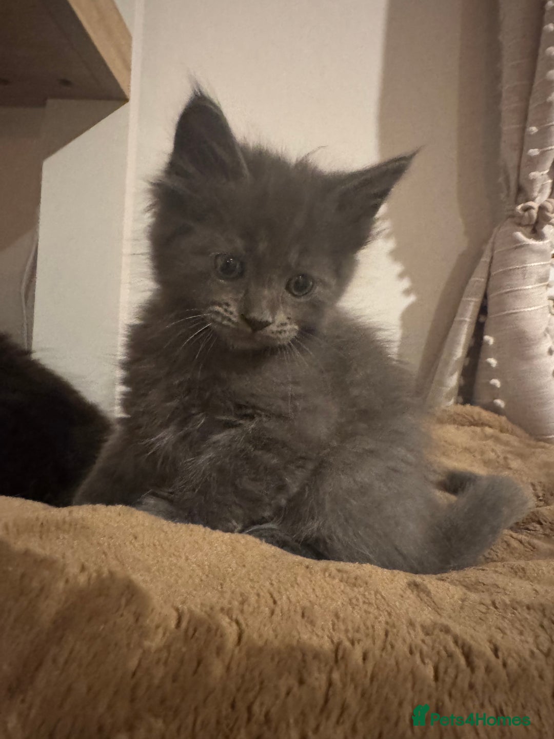 Ragcoon cats for sale: 6 beautiful boy Mainecoon x ragdoll kittens  - Advert 6