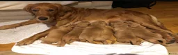 Golden Retriever dogs for stud: Red GOLDEN retriever working - Advert 3