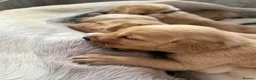 Labrador Retriever dogs for sale: Stunning yellow (light - fox red) labrador puppies - Advert 8