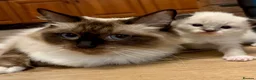 Ragdoll cats for sale: GORGEOUS RAGDOLL KITTENS – 🤍🐾 in Holsworthy - Advert 2
