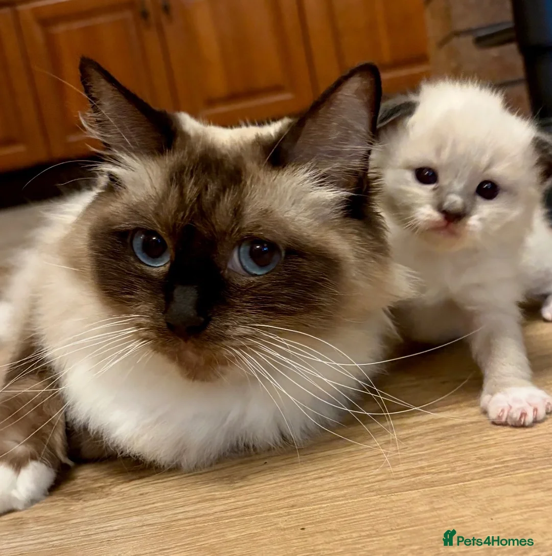 Ragdoll cats for sale: GORGEOUS RAGDOLL KITTENS – 🤍🐾 in Holsworthy - Advert 2