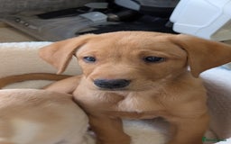 Labrador Retriever dogs for sale: Red Male Labrador Puppy - Image 1