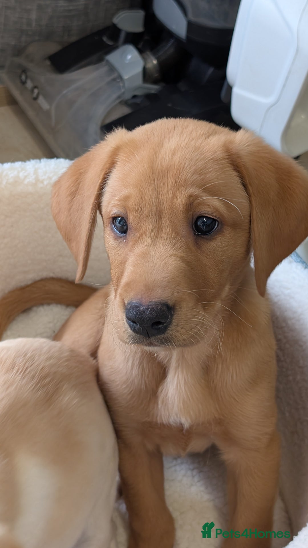 Labrador Retriever dogs for sale: Red Male Labrador Puppy - Image 1