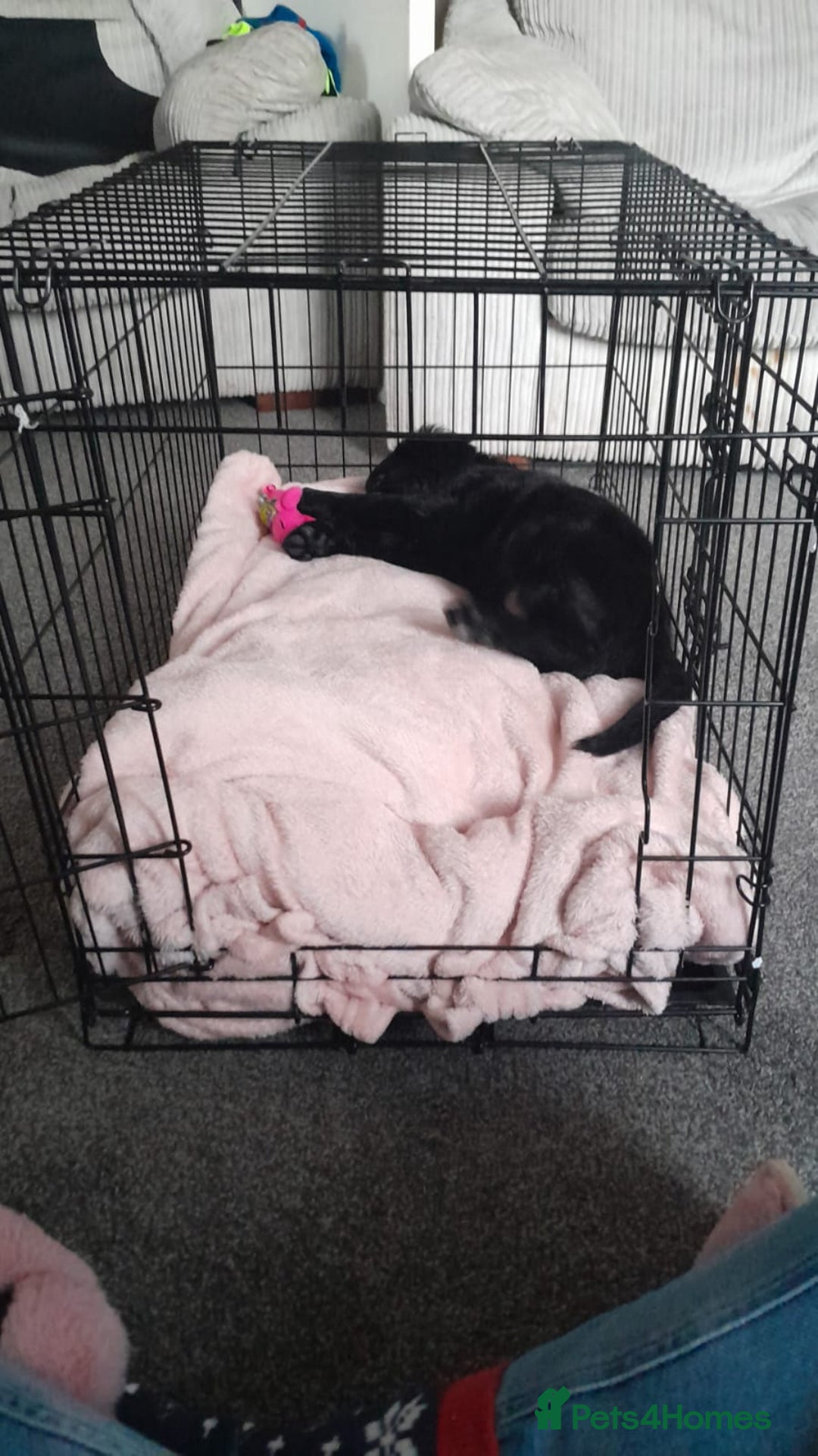 Golden Retriever dogs for sale: Puppy:DOB:23/10/25 - Advert 2