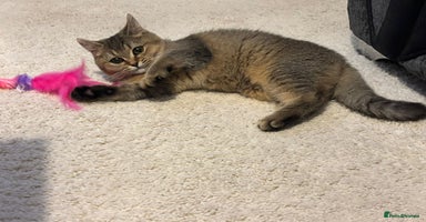 British Shorthair cats - Advert 7