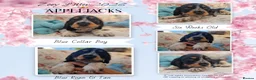 Cocker Spaniel dogs for sale: KC Pedigree Show Cocker Spaniel Puppies - Advert 1