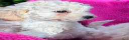 Poochon dogs for sale: 🌺3 POOCHON GIRLS in CHESHIRE🌺-Ready Fri  - Advert 19