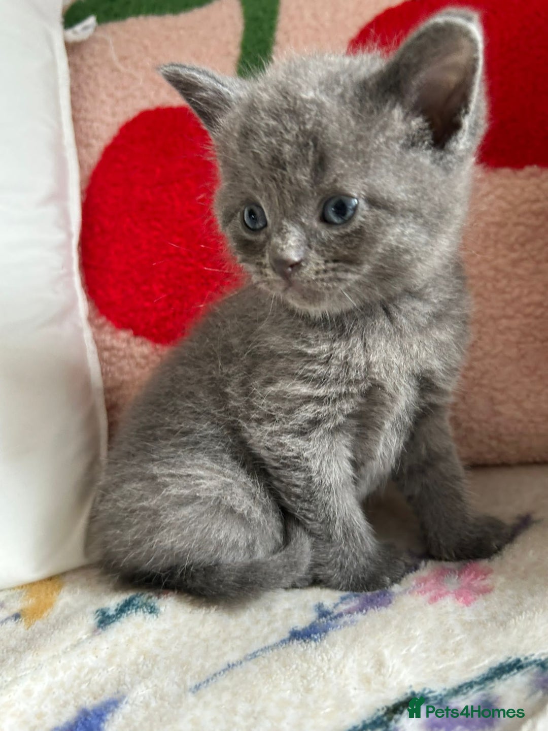 British Shorthair cats for sale: Sheba British blue  - Image 2