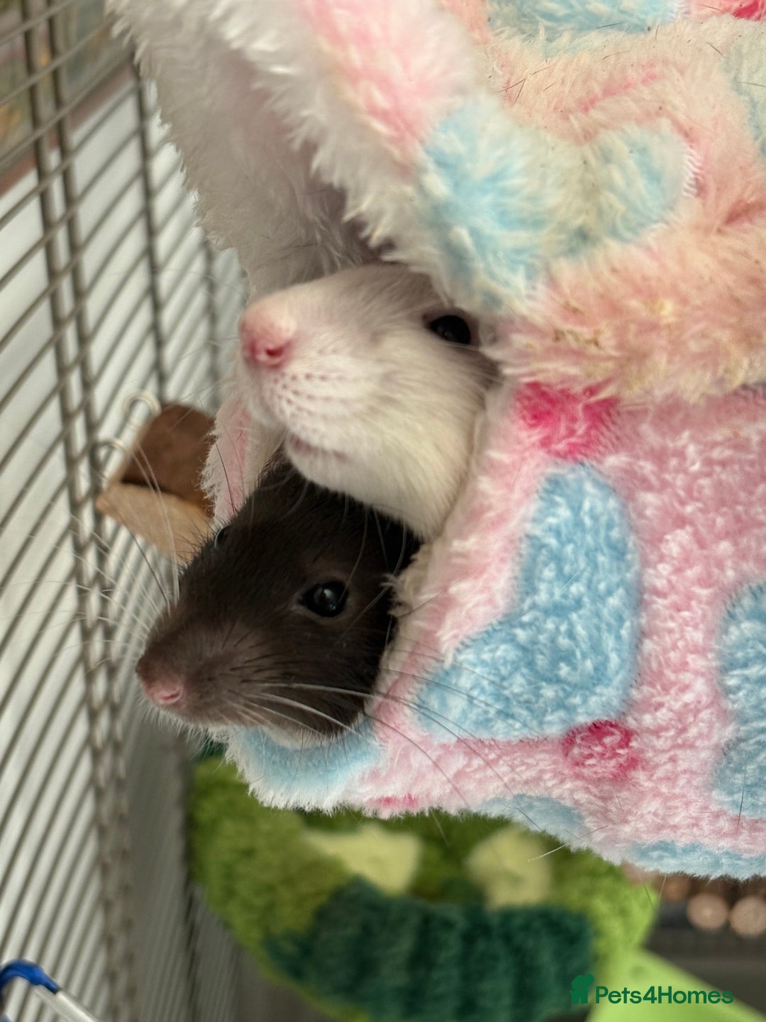 Rat rodents for sale: Two Male rats.  - Image 2