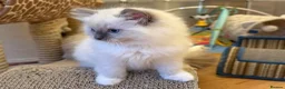 Ragdoll cats for sale: GCCF Registered Ragdoll Kittens - Advert 13