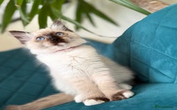 Ragdoll cats for sale: Beautiful Ragdol babies ready to leave  - Image 28