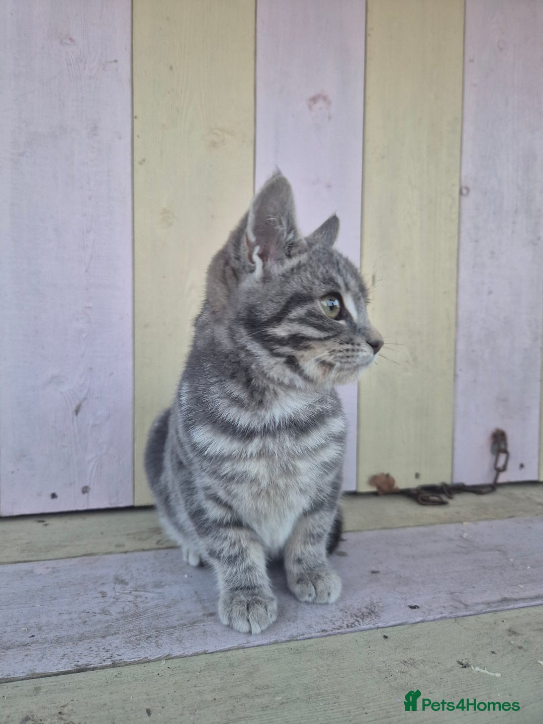 Domestic Shorthair cats for sale: 💙 Stunning boy looking for his furever home 💙 - Advert 5