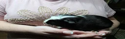 Guinea Pig rodents for sale: Male and Female Guinea Pig Pairs - Advert 8