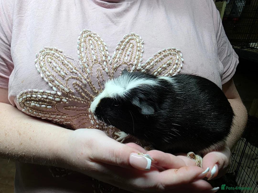 Guinea Pig rodents for sale: Male and Female Guinea Pig Pairs - Advert 8