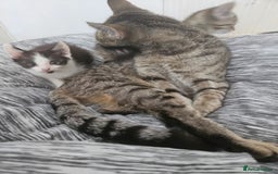 Mixed Breed cats for sale: Kittys - Image 2