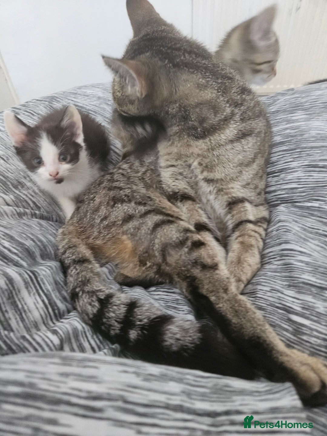 Mixed Breed cats for sale: Kittys - Image 2