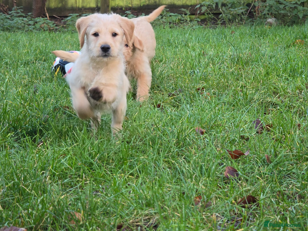 Labradoodle dogs for sale: F1 MINI LABRADOODLES ready to leave 3rd dec  - Advert 39