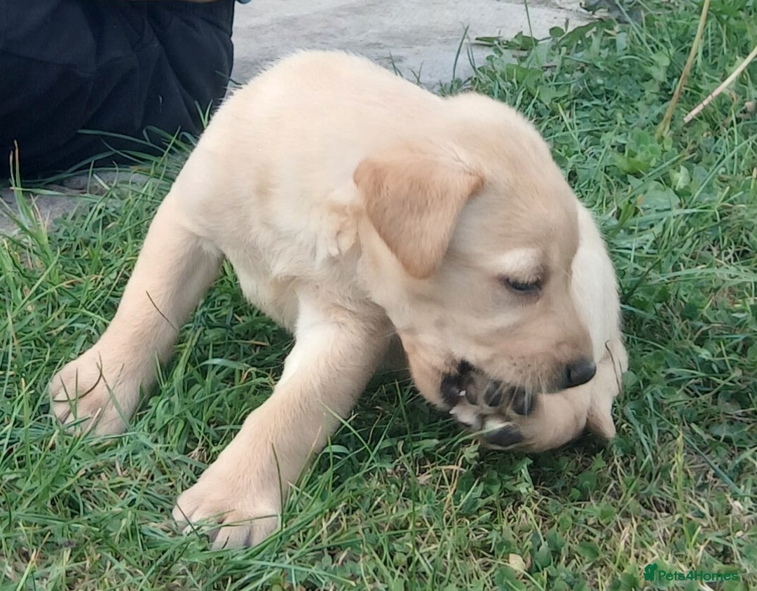 Labrador Retriever dogs for sale: Stunning labrador pups  - Image 9
