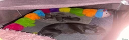 Whippet dogs for sale: NEW KIDS ON THE BLOCK /STUNNING  RKC LITTER  - Advert 29