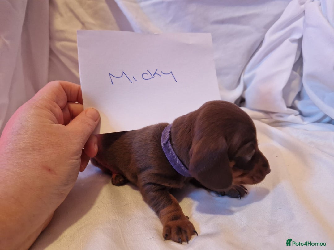 Miniature Dachshund dogs for sale: 3 miniature dashounds 1 boy, 2 girls  - Advert 4