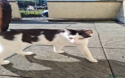 Domestic Shorthair cats for sale: female black and white - Image 4