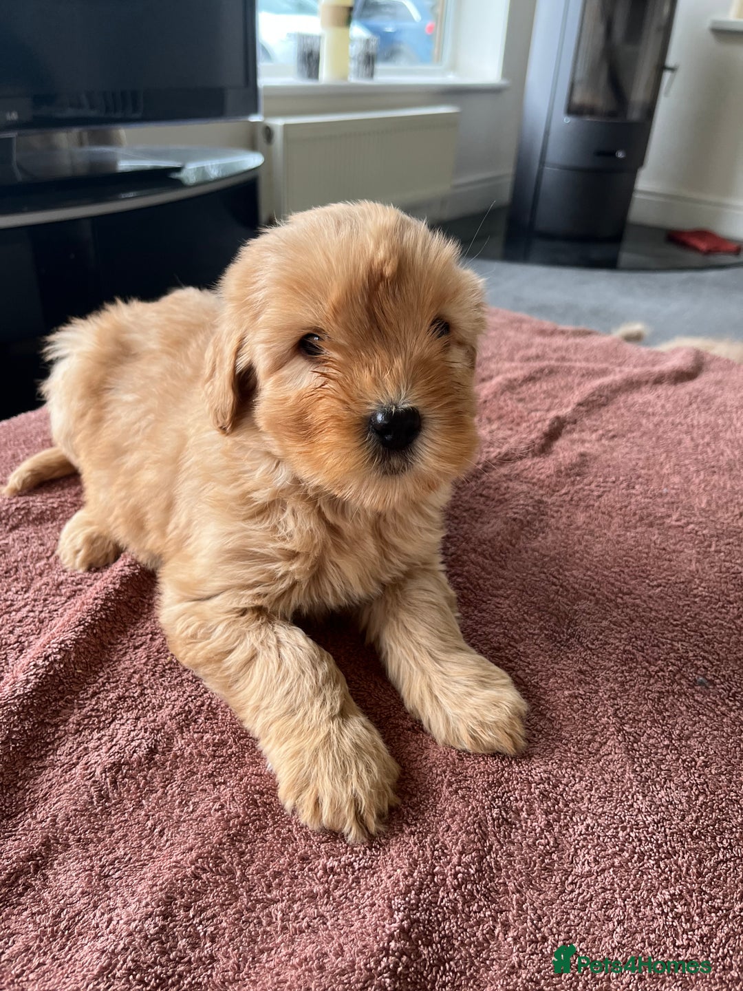 Labradoodle dogs for sale: Beautiful healthy Labradoodle Puppied - Advert 15