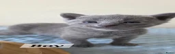 Russian Blue cats for sale: 💙  Russian Blue Kittens – Champion Line, TICA - Advert 2