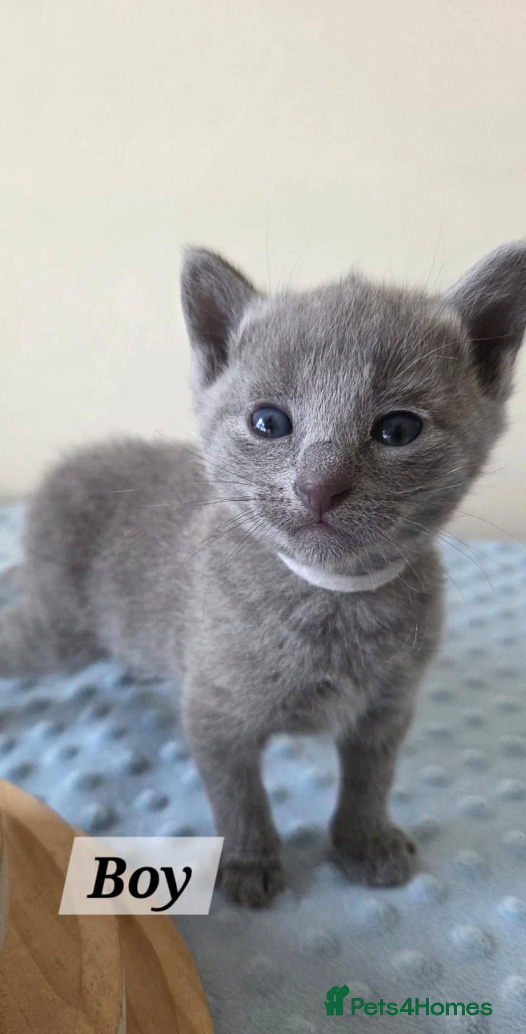 Russian Blue cats for sale: 💙  Russian Blue Kittens – Champion Line, TICA - Advert 2